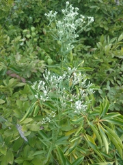 Eupatorium torreyanum