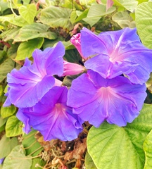 Ipomoea pedicellaris