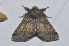 Gluphisia crenata