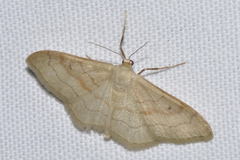 Idaea rubraria