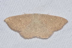 Cyclophora ruficiliaria