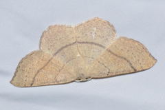 Cyclophora suppunctaria