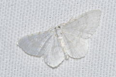 Asthena albulata