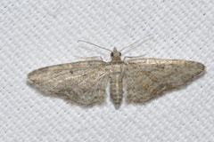Eupithecia inturbata