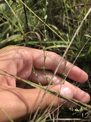 Polygonella articulata