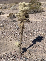 Campylorhynchus brunneicapillus