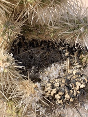 Campylorhynchus brunneicapillus