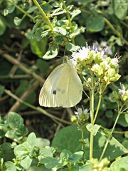 Pieris rapae