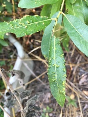 Aculus