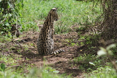 Leptailurus serval lipostictus