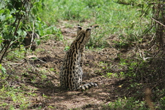 Leptailurus serval lipostictus