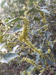 Maytenus ilicifolia