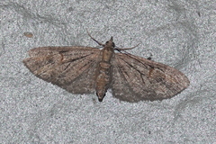 Eupithecia graefii