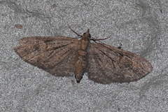 Eupithecia graefii
