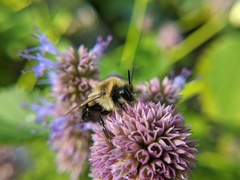 Bombus impatiens