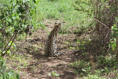 Leptailurus serval lipostictus