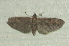 Eupithecia graefii