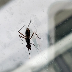 Taeniaptera trivittata