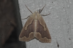 Sabulodes edwardsata