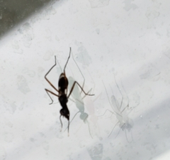 Taeniaptera trivittata