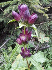 Gentiana pannonica