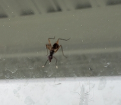 Taeniaptera trivittata