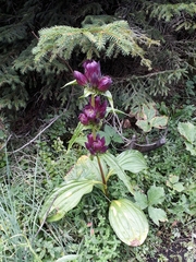 Gentiana pannonica