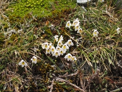 Euphrasia integrifolia