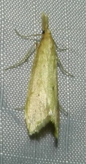 Donacaula