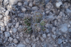 Grusonia