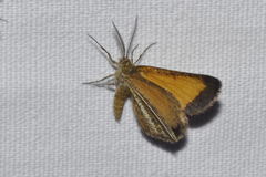 Isturgia limbaria