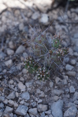Grusonia