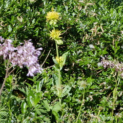 Gentiana lutea lutea