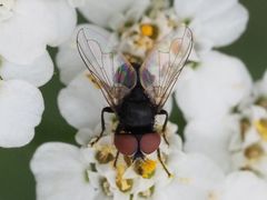 Phasia pusilla