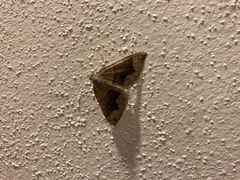 Scotopteryx