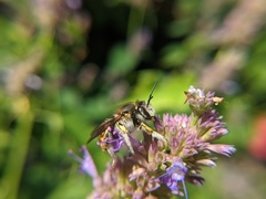 Anthidium manicatum
