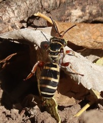 Triepeolus subnitens