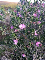 Podalyria cuneifolia