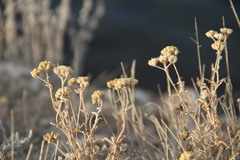 Achillea leptophylla
