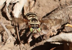 Triepeolus subnitens