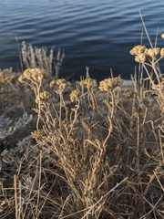 Achillea leptophylla