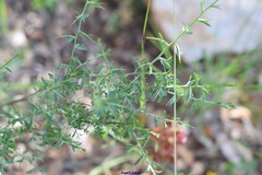 Genista scorpius