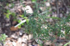 Genista scorpius