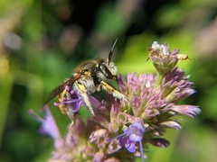 Anthidium manicatum