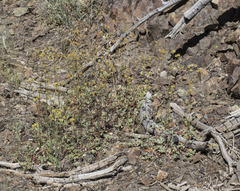 Eriogonum marifolium