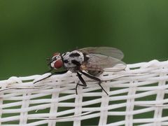 Anthomyia pluvialis