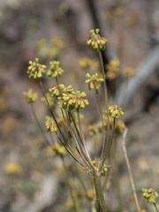 Eriogonum marifolium