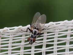 Anthomyia pluvialis