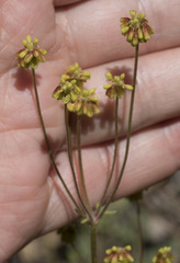 Eriogonum marifolium