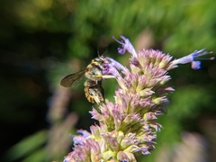 Anthidium manicatum